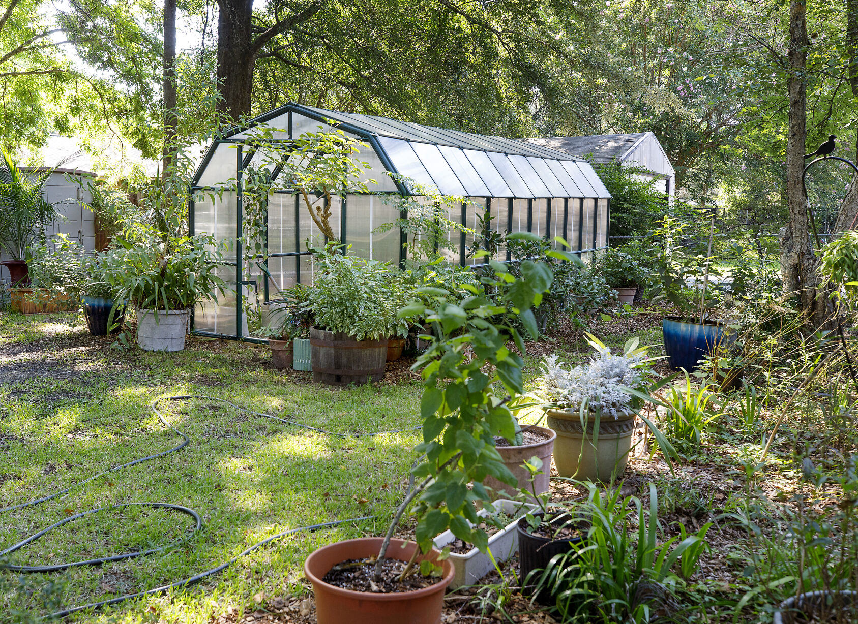 Greenhouse in yard.jpg